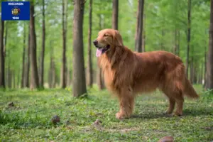 Read more about the article Golden Retriever breeders and puppies in Wisconsin