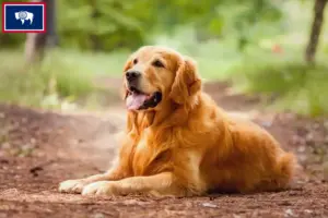 Read more about the article Golden Retriever breeders and puppies in Wyoming