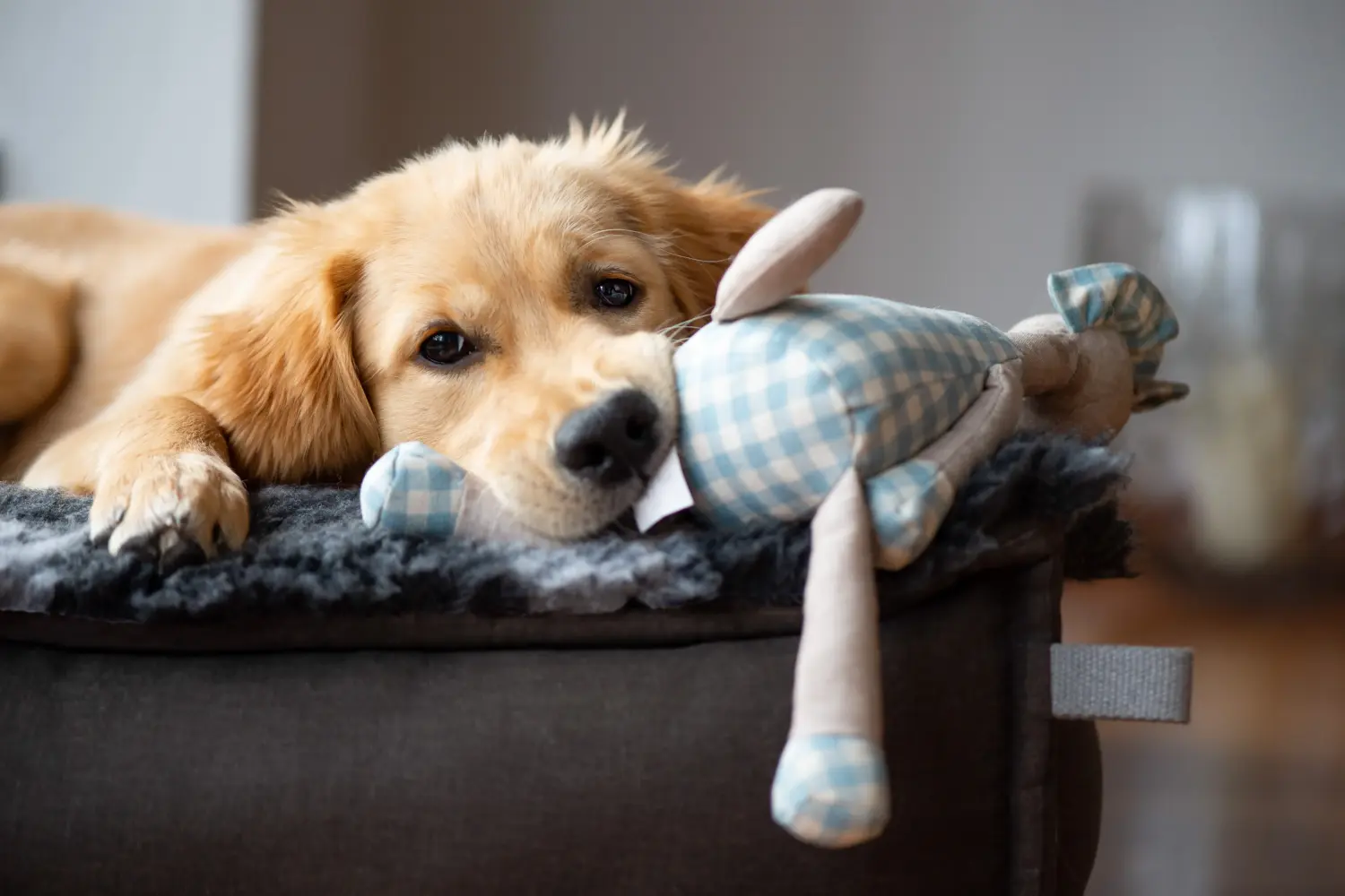 Buying a Golden Retriever puppy means taking responsibility! Buy Golden Retriever puppies.