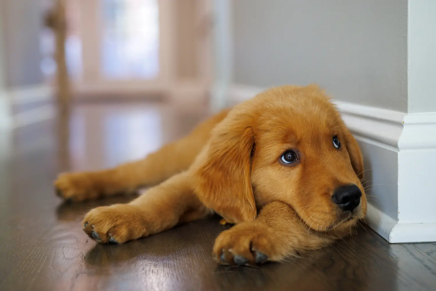 Buying a Golden Retriever puppy means taking responsibility! Buy Golden Retriever puppies.