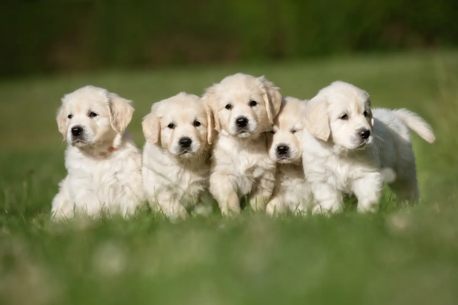 Buying a Golden Retriever puppy means taking responsibility! Buy Golden Retriever puppies.