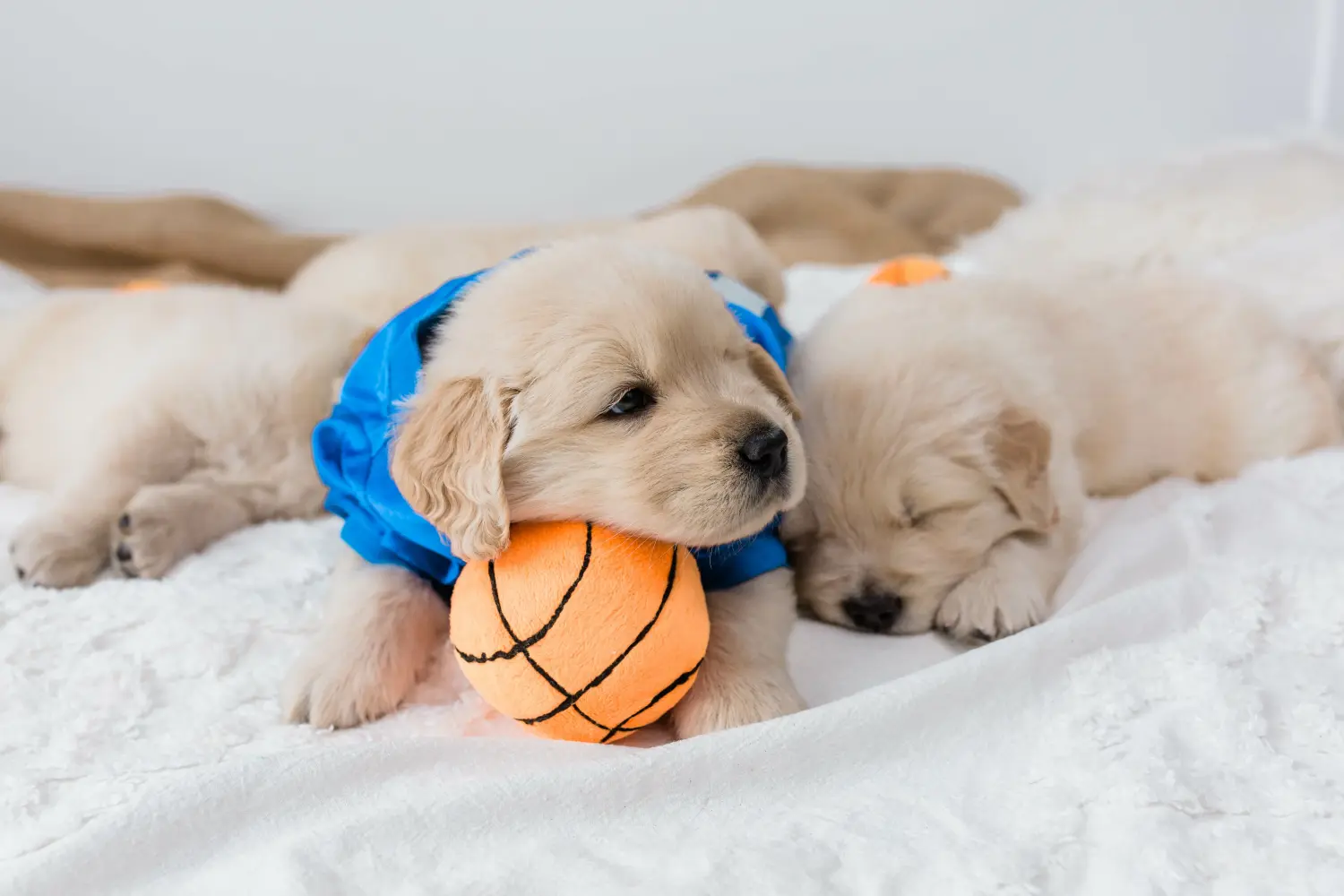 Buying a Golden Retriever puppy means taking responsibility! Buy Golden Retriever puppies.
