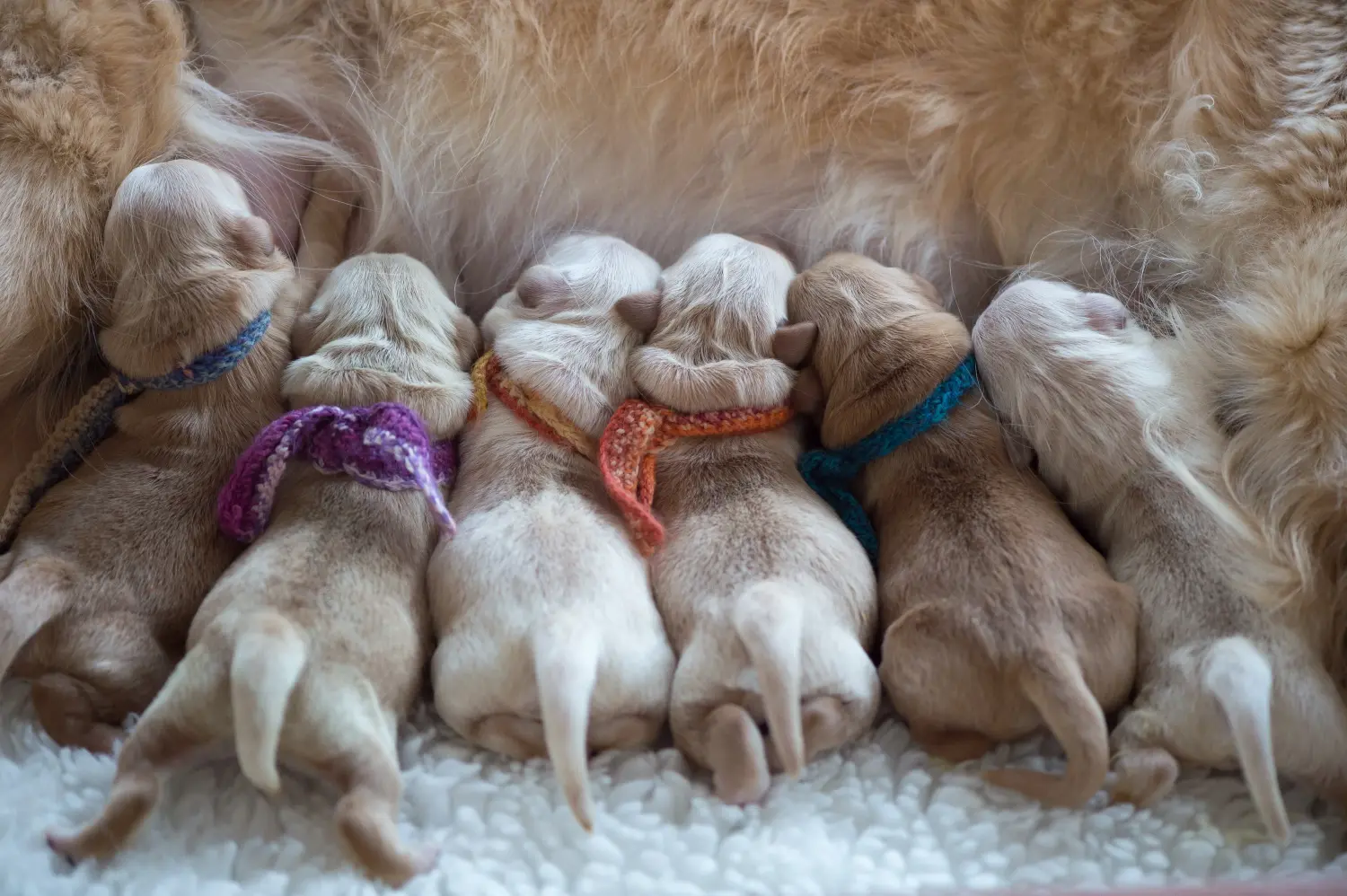 Buying a Golden Retriever puppy means taking responsibility! Buy Golden Retriever puppies.