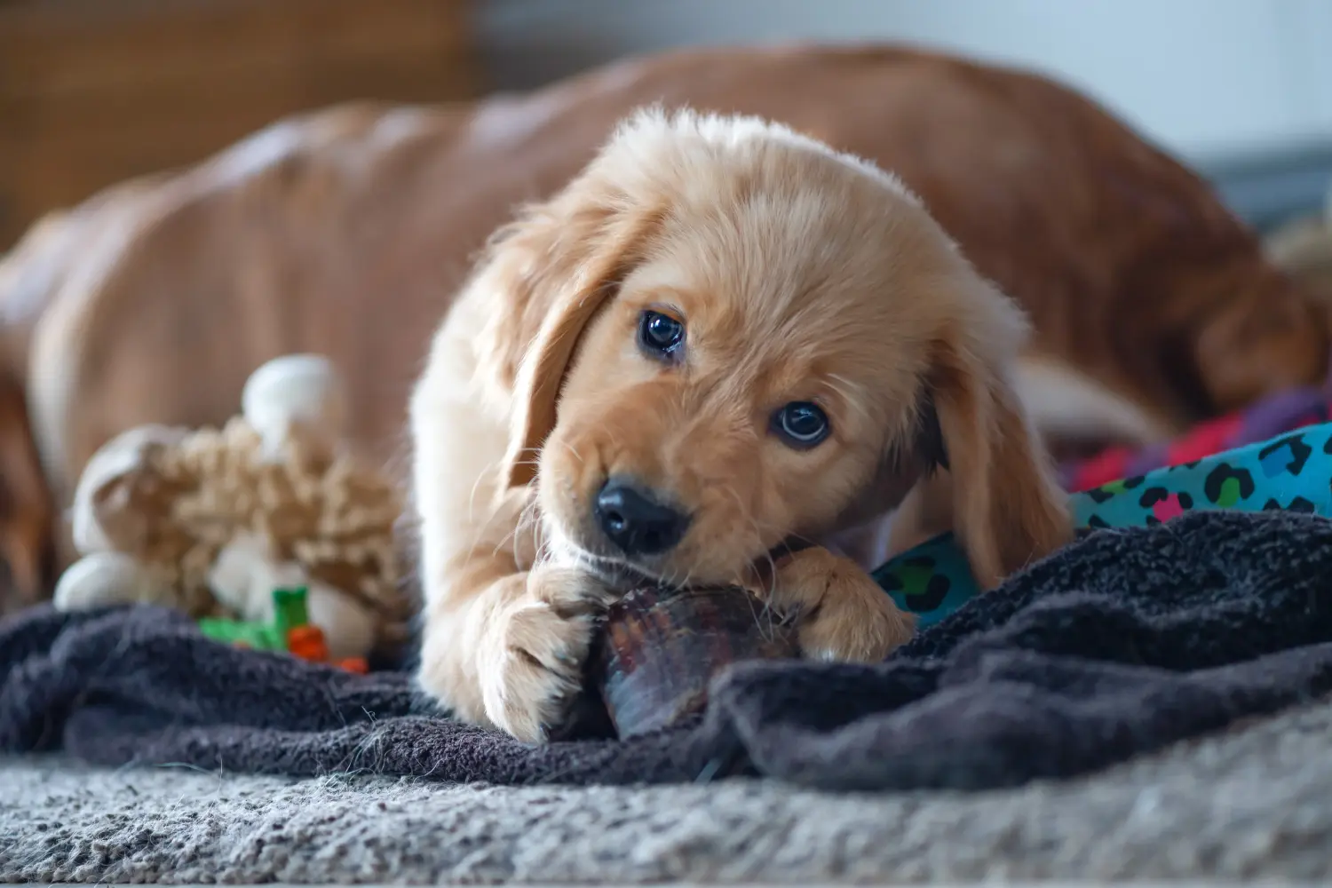 Buying a Golden Retriever puppy means taking responsibility! Buy Golden Retriever puppies.