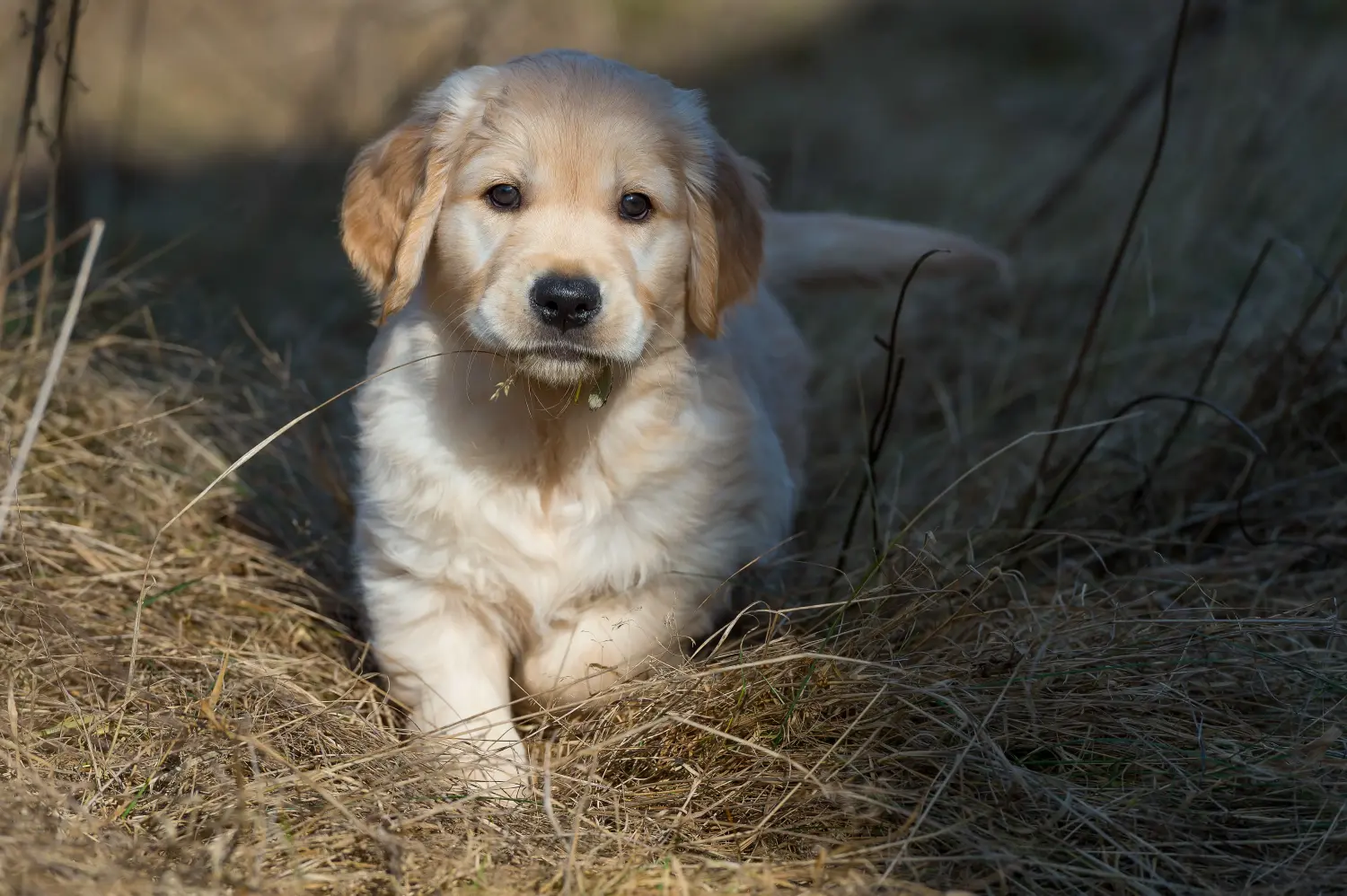 Buying a Golden Retriever puppy means taking responsibility! Buy Golden Retriever puppies.