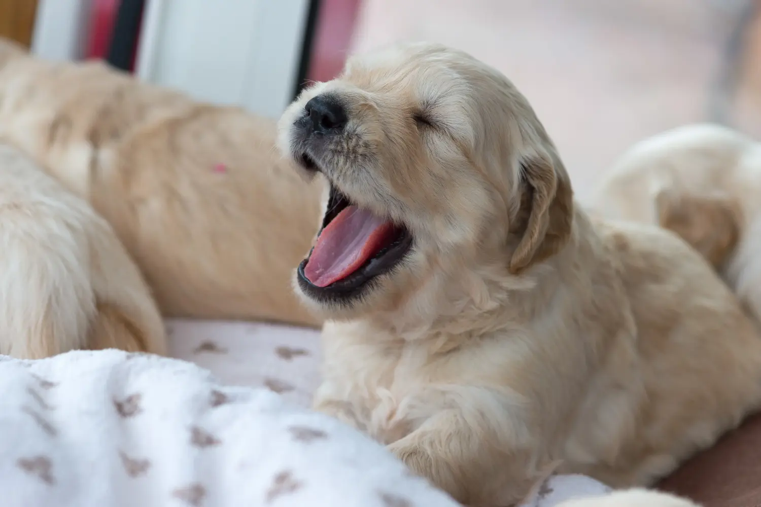 Buying a Golden Retriever puppy means taking responsibility! Buy Golden Retriever puppies.