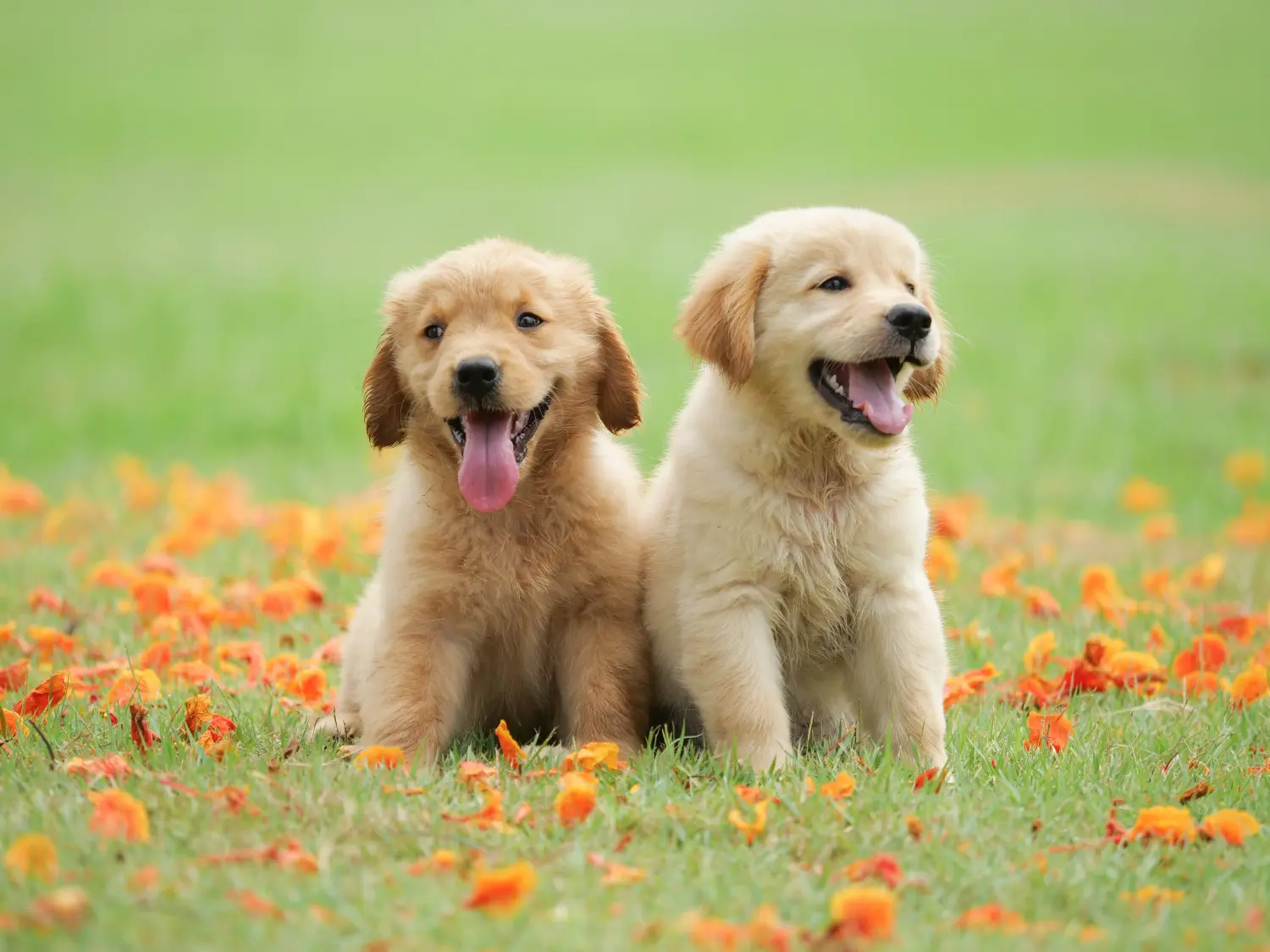 Buying a Golden Retriever puppy means taking responsibility! Buy Golden Retriever puppies.