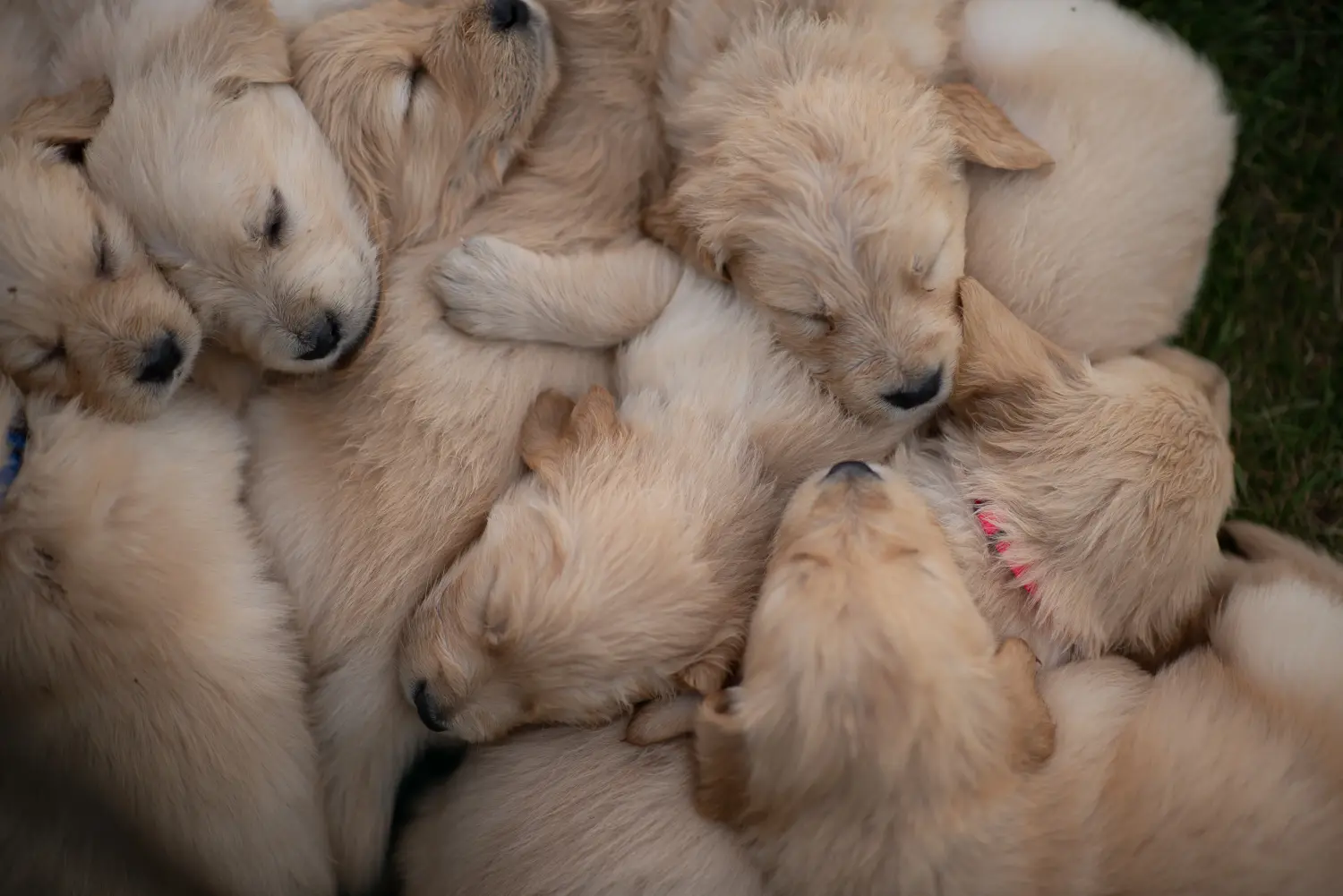 Buying a Golden Retriever puppy means taking responsibility! Buy Golden Retriever puppies.