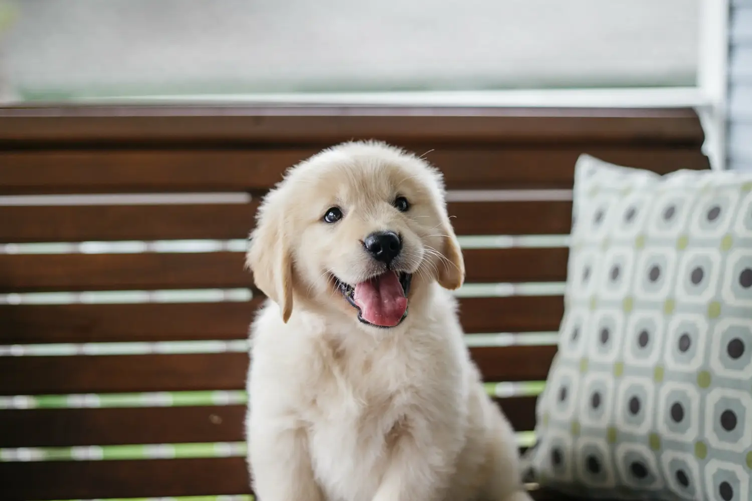 Buying a Golden Retriever puppy means taking responsibility! Buy Golden Retriever puppies.