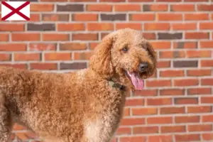 Read more about the article Goldendoodle breeders and puppies in Alabama