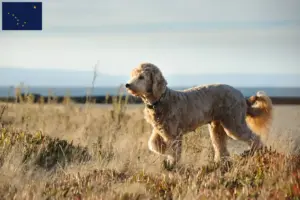 Read more about the article Goldendoodle breeders and puppies in Alaska