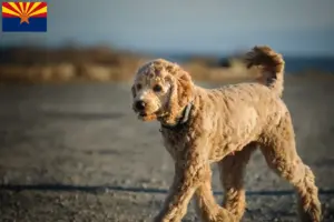 Read more about the article Goldendoodle breeders and puppies in Arizona