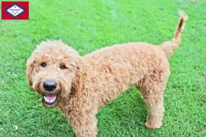 Read more about the article Goldendoodle breeders and puppies in Arkansas