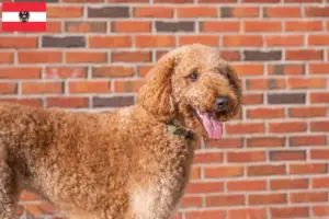 Read more about the article Goldendoodle breeders and puppies in Austria