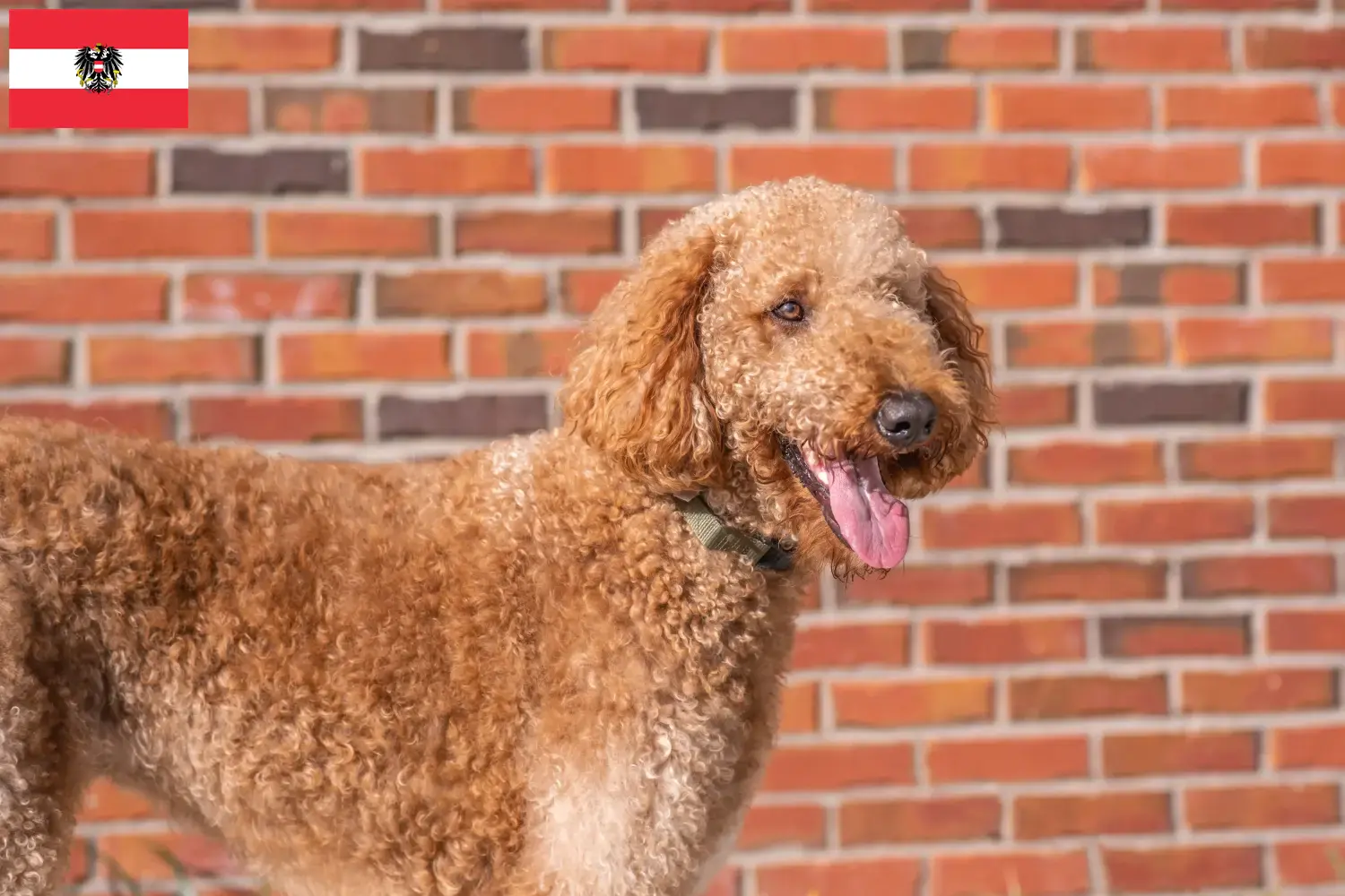 Goldendoodle puppies and breeders Austria Here you can find Goldendoodles breeders in Austria.