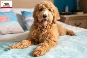 Read more about the article Goldendoodle breeders and puppies in California