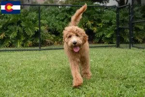 Read more about the article Goldendoodle breeders and puppies in Colorado