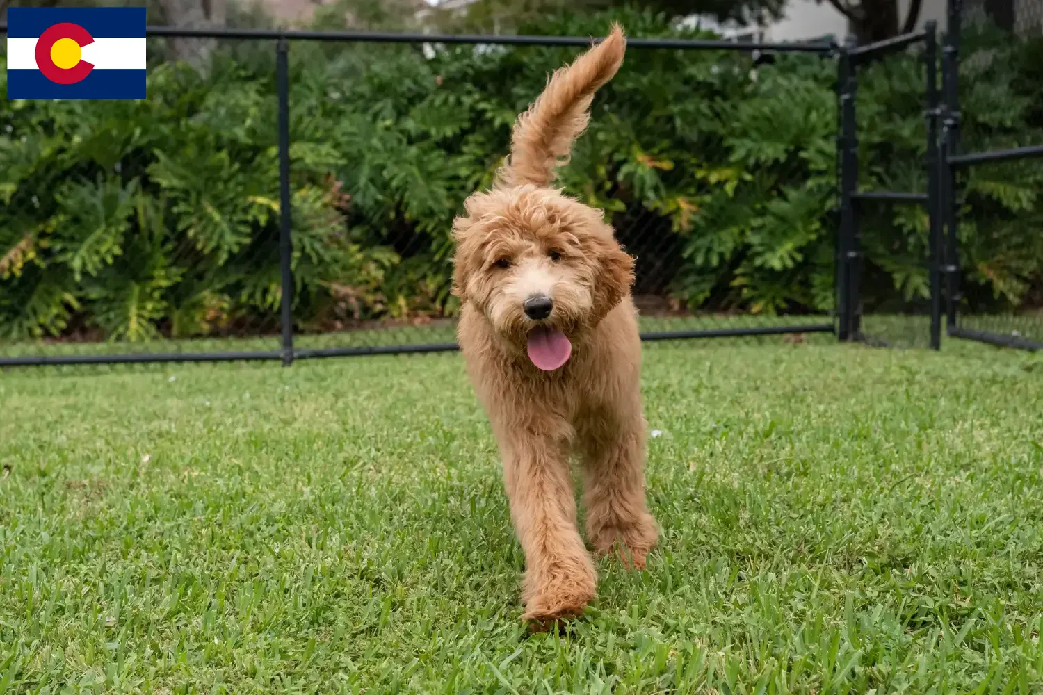 Goldendoodle puppies and breeders Colorado Find Goldendoodles breeders in Colorado.