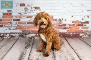 Read more about the article Goldendoodle breeders and puppies in Delaware
