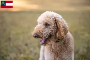 Read more about the article Goldendoodle breeders and puppies in Georgia