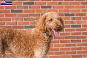 Read more about the article Goldendoodle breeders and puppies in Hawaii