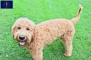 Read more about the article Goldendoodle breeders and puppies in Indiana
