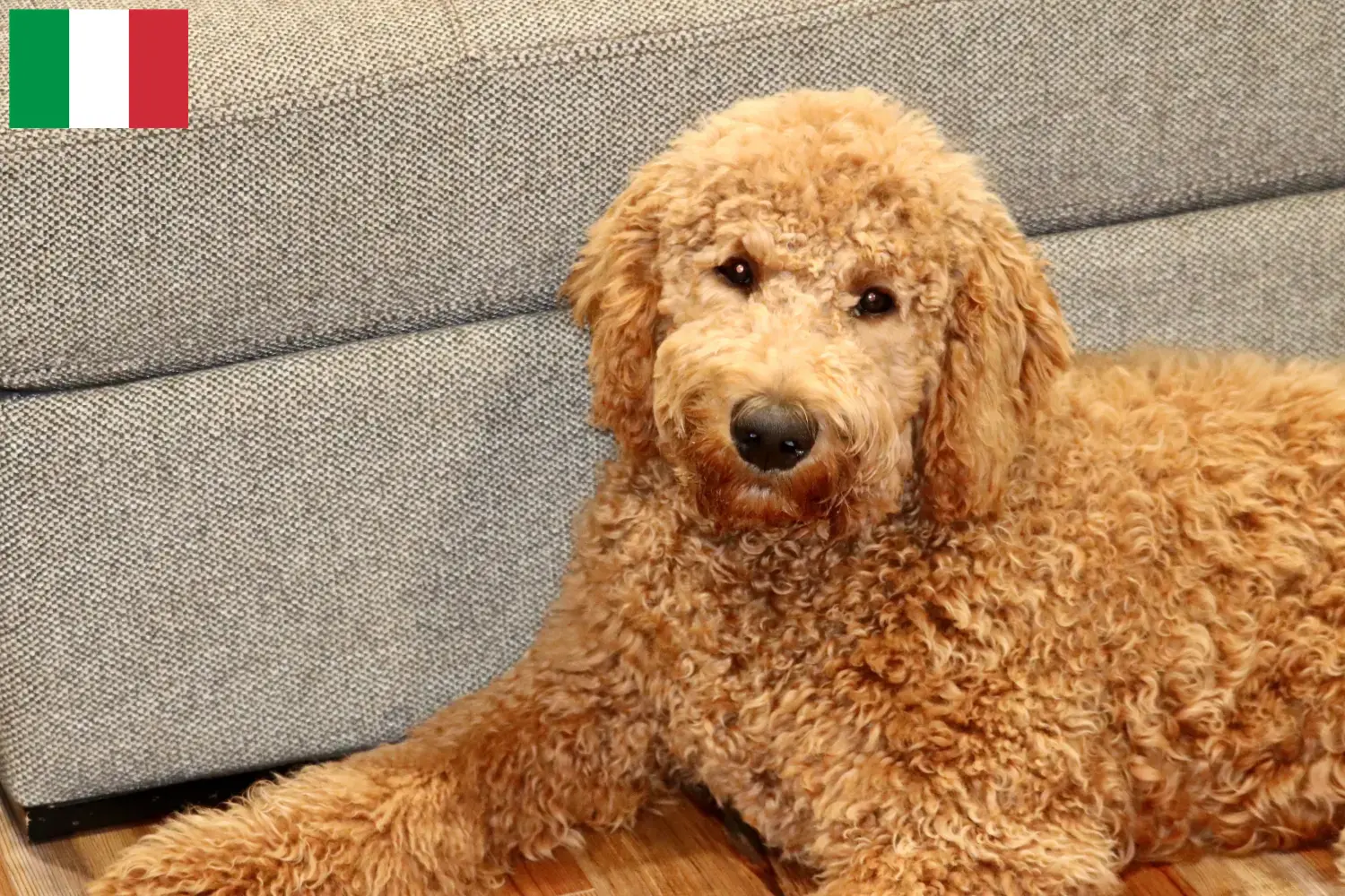 Goldendoodle puppies and breeders Italy Here you can find Goldendoodles breeders in Italy.