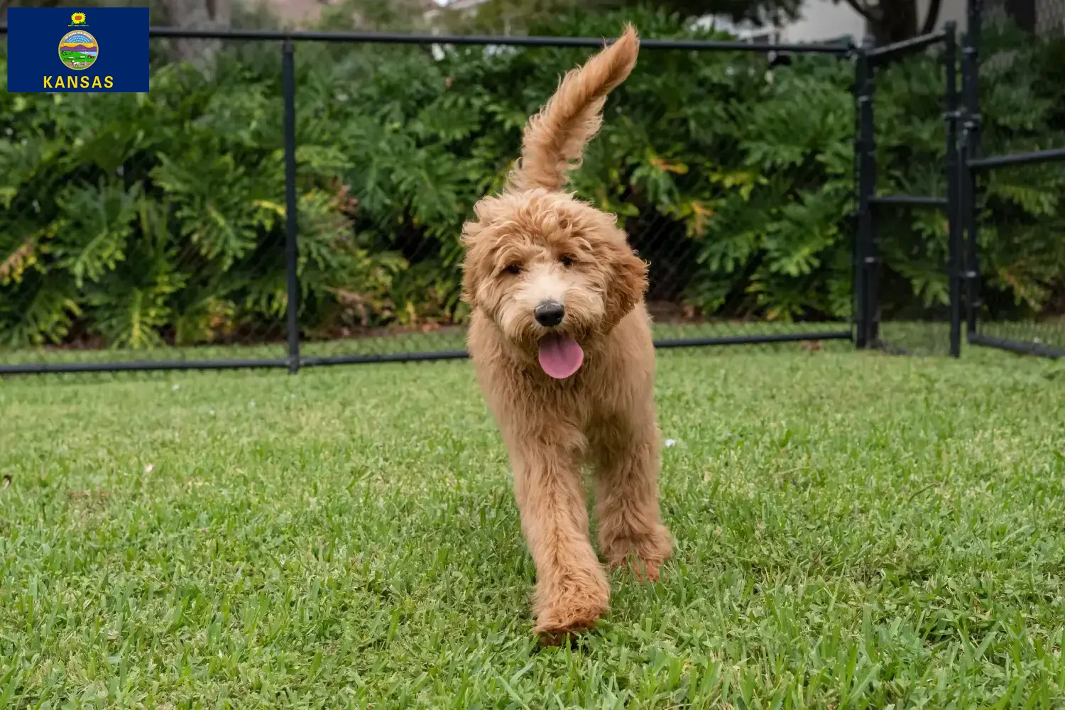 Goldendoodle puppies and breeder Kansas Find Goldendoodles breeders in Kansas here.