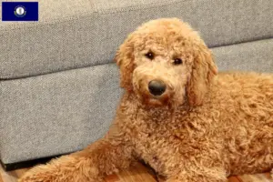 Read more about the article Goldendoodle breeders and puppies in Kentucky