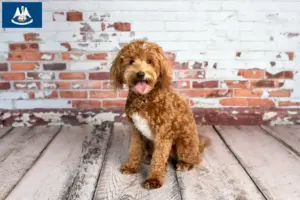 Read more about the article Goldendoodle breeders and puppies in Louisiana