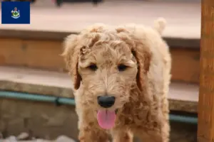 Read more about the article Goldendoodle breeders and puppies in Maine