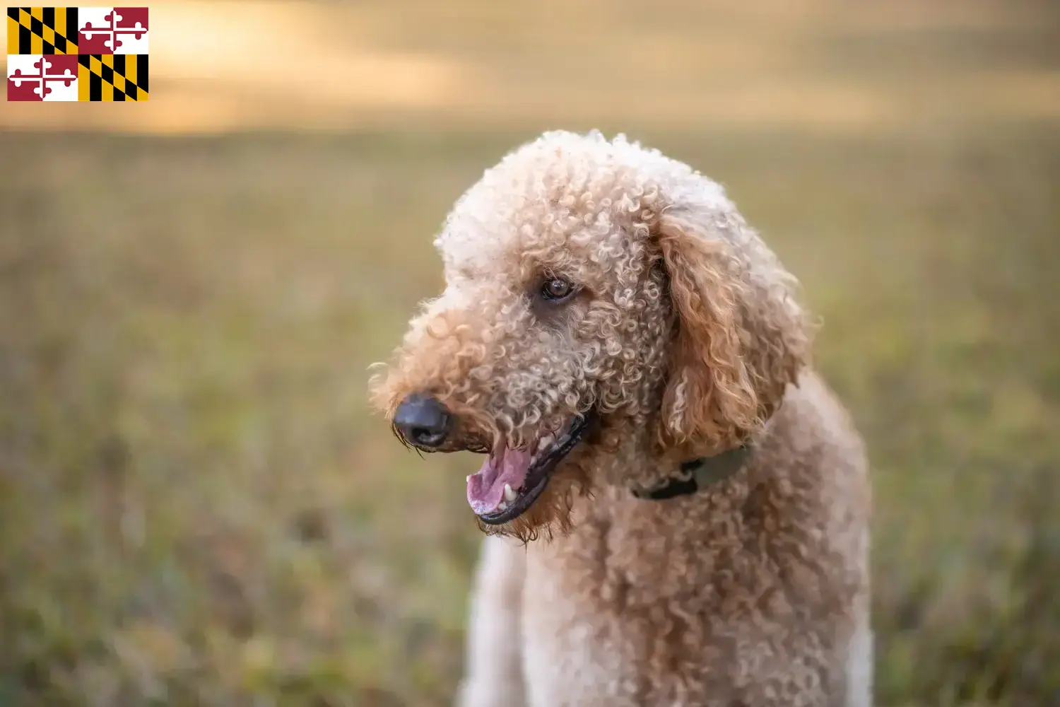 Goldendoodle puppies and breeder Maryland Find Goldendoodles breeders in Maryland here.