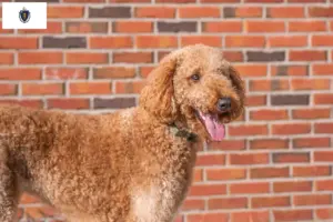 Read more about the article Goldendoodle breeders and puppies in Massachusetts