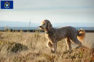 Read more about the article Goldendoodle breeders and puppies in Michigan