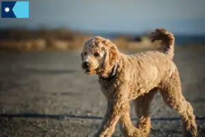 Read more about the article Goldendoodle breeders and puppies in Minnesota