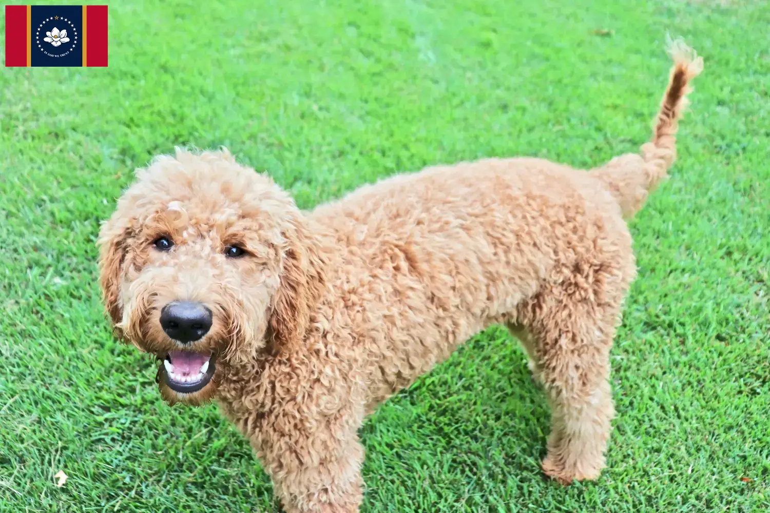Read more about the article Goldendoodle breeders and puppies in Mississippi