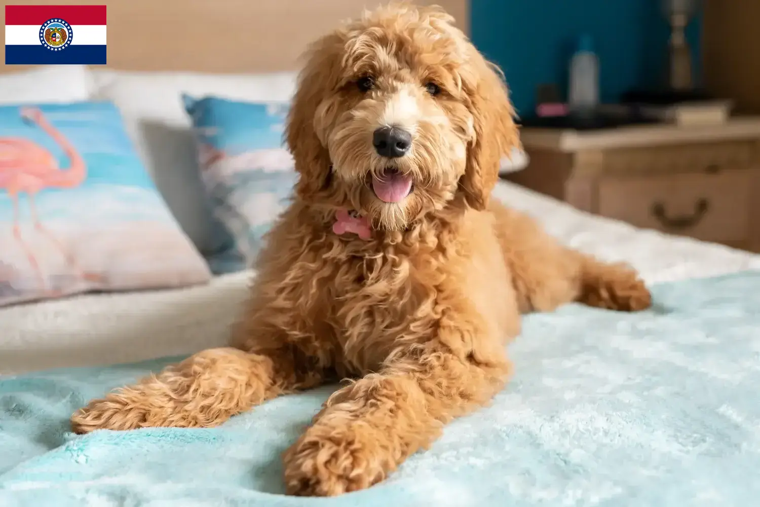 Read more about the article Goldendoodle breeders and puppies in Missouri