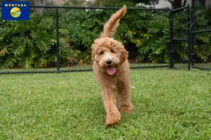 Read more about the article Goldendoodle breeders and puppies in Montana