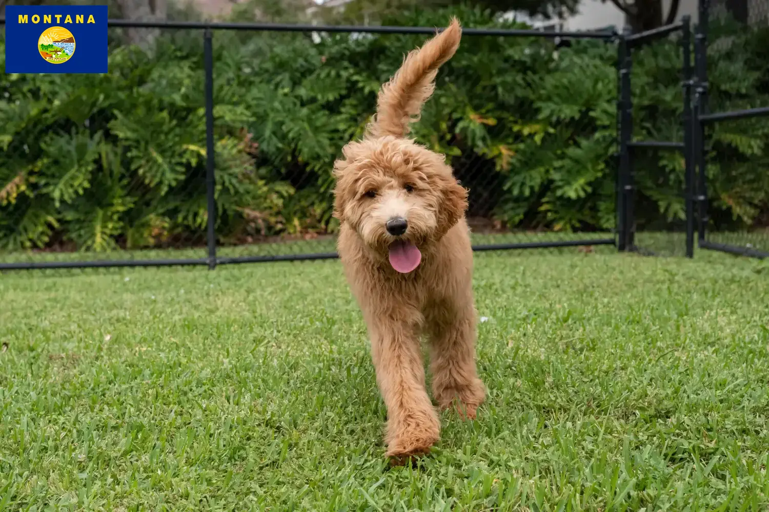 Read more about the article Goldendoodle breeders and puppies in Montana