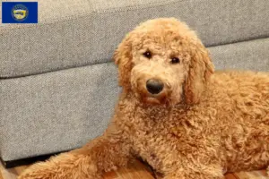 Read more about the article Goldendoodle breeders and puppies in Nebraska