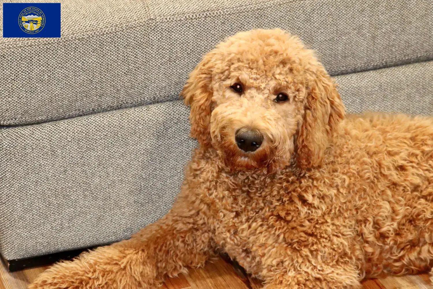 Read more about the article Goldendoodle breeders and puppies in Nebraska