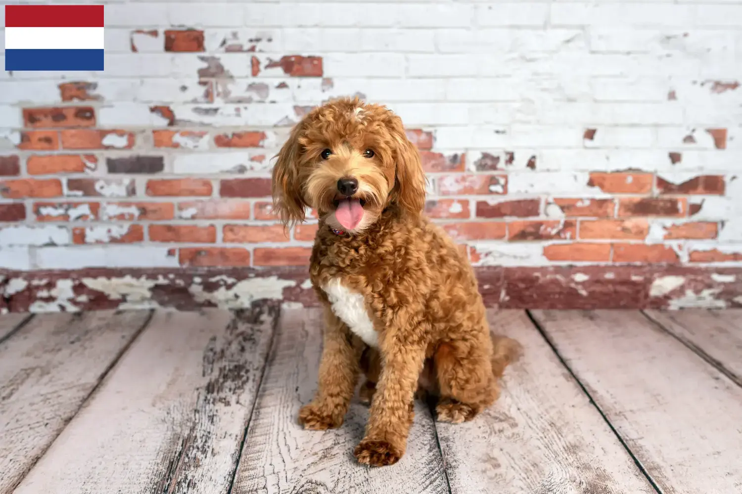 Goldendoodle puppies and breeders Netherlands Here you can find Goldendoodles breeders in the Netherlands.