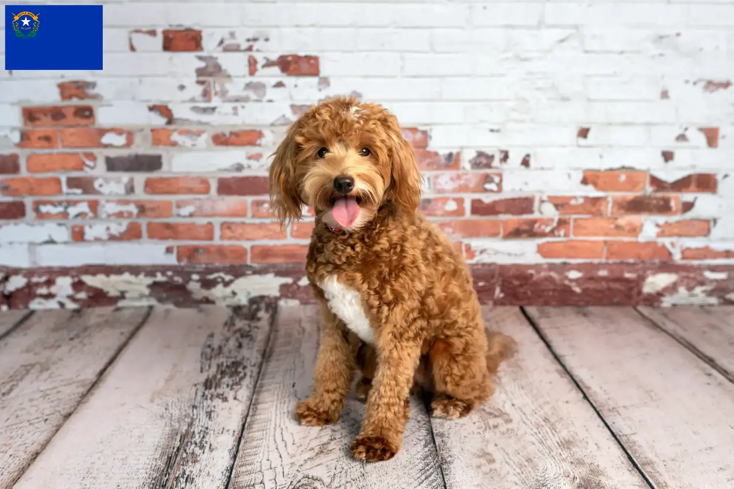 Read more about the article Goldendoodle breeders and puppies in Nevada