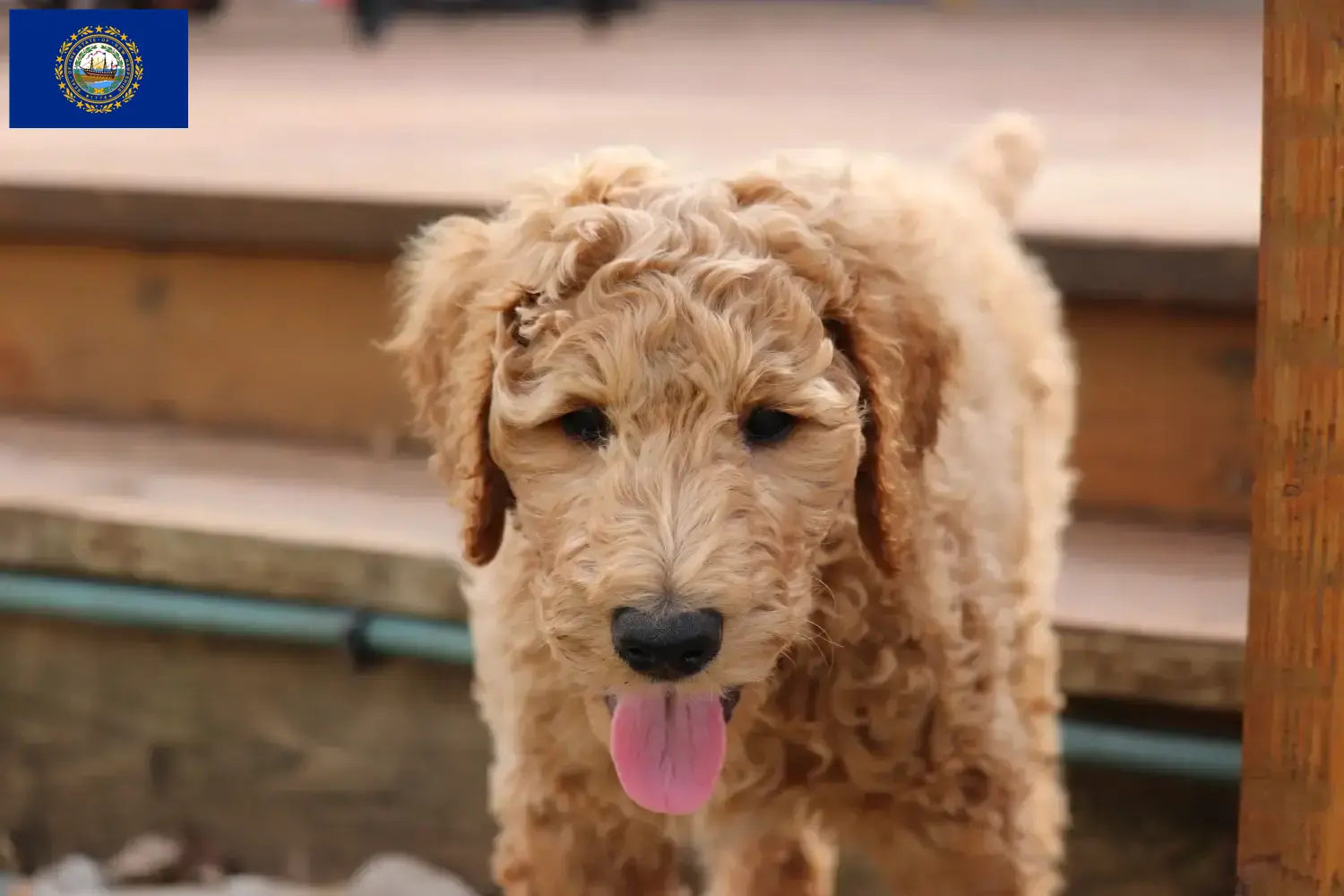 Read more about the article Goldendoodle breeders and puppies in New Hampshire