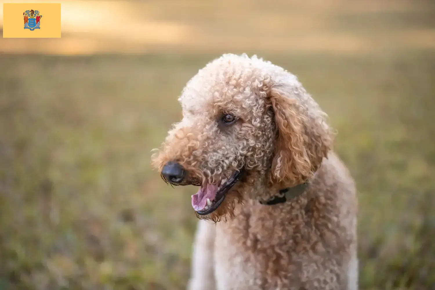 Read more about the article Goldendoodle breeders and puppies in New Jersey
