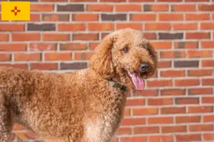 Read more about the article Goldendoodle breeders and puppies in New Mexico