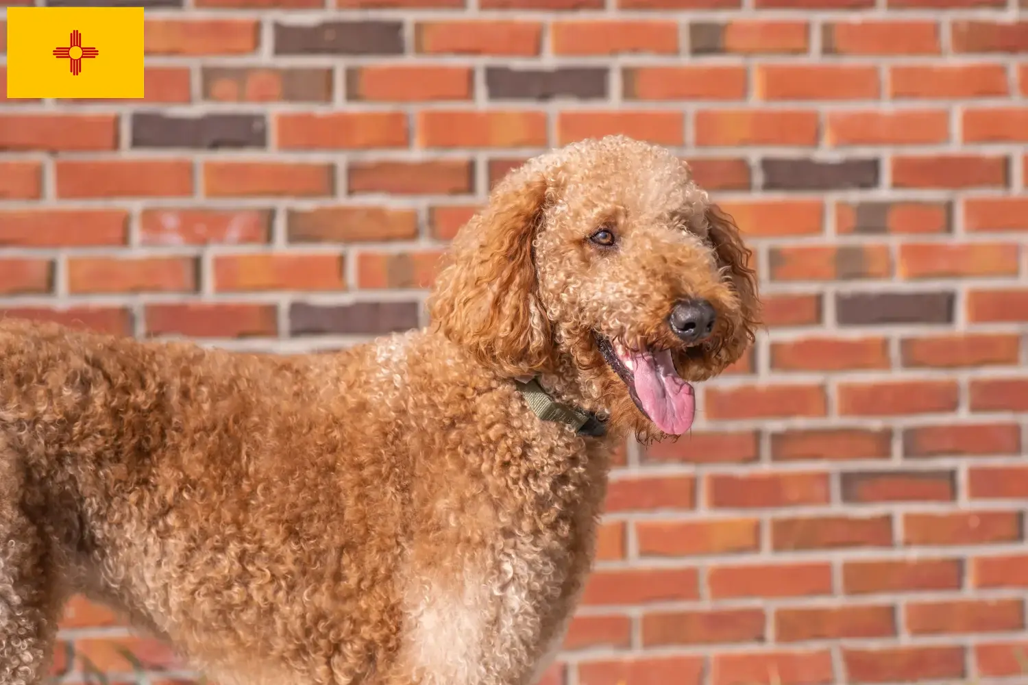 Read more about the article Goldendoodle breeders and puppies in New Mexico