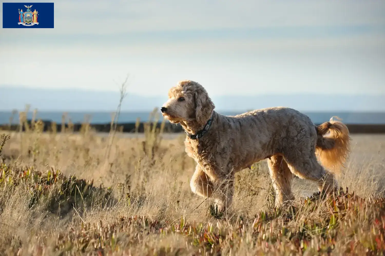 Read more about the article Goldendoodle breeders and puppies in New York