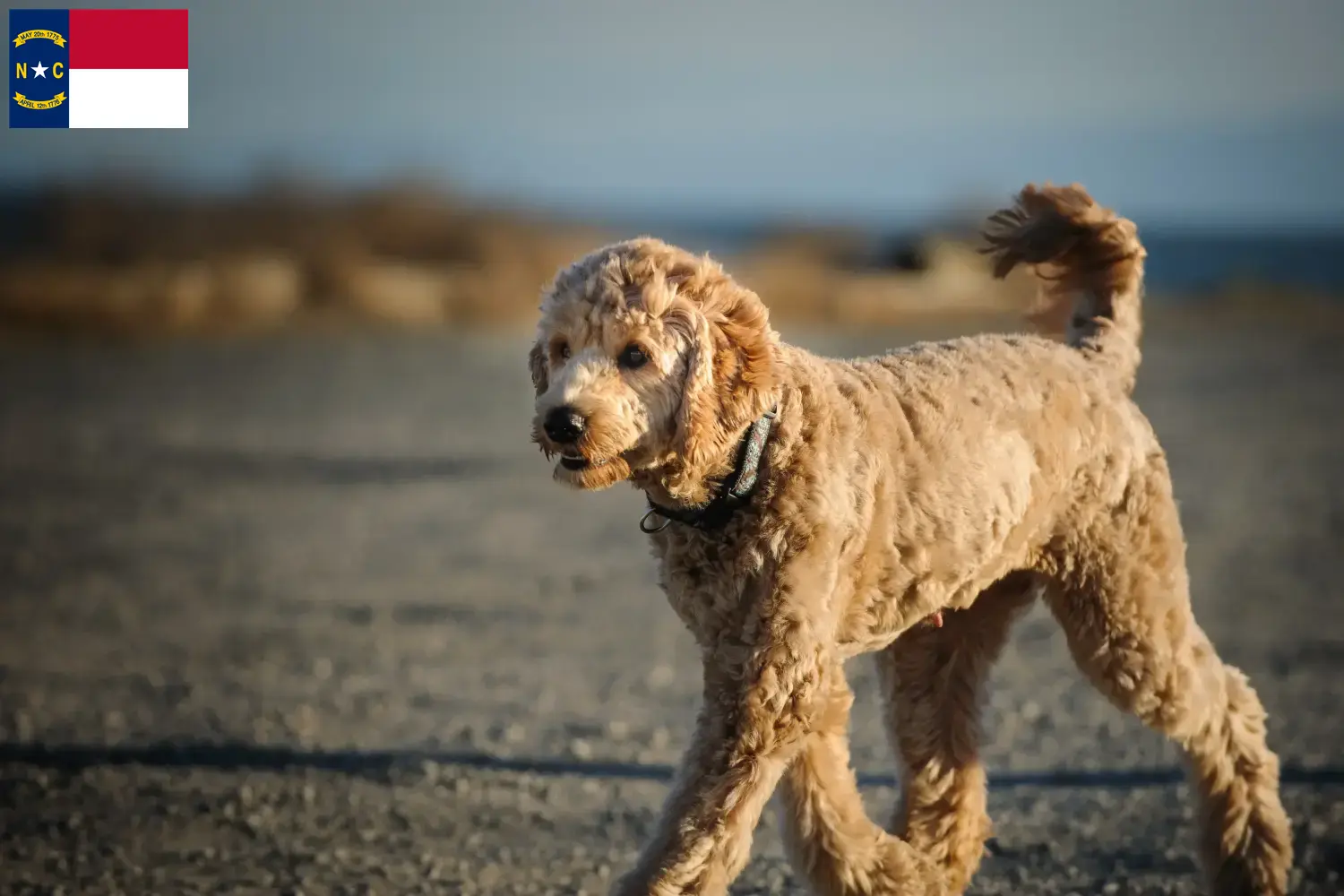 Read more about the article Goldendoodle breeders and puppies in North Carolina