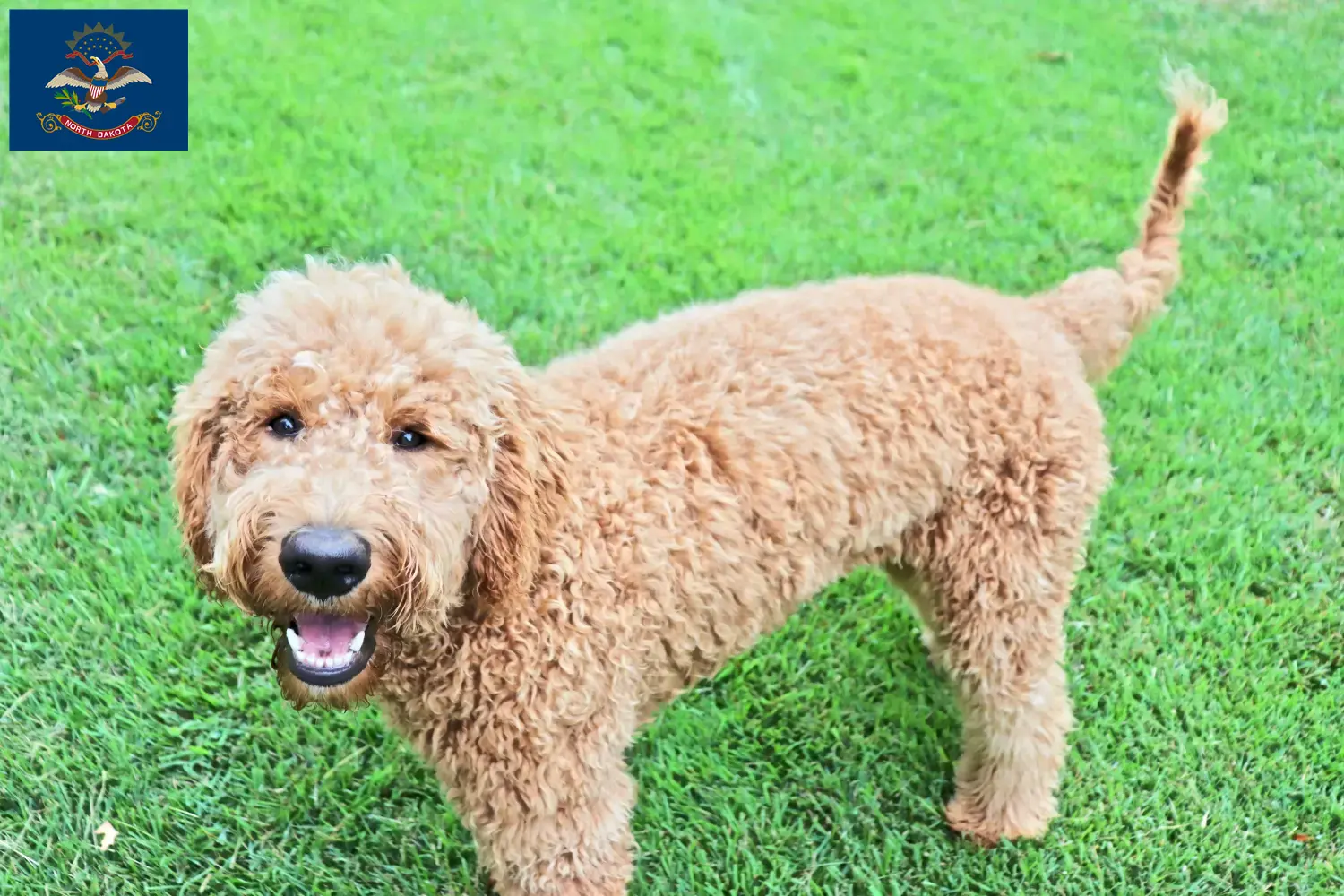 Read more about the article Goldendoodle breeders and puppies in North Dakota